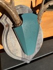Deer Antler Mounting Kit - Hunting Whitetail Deer Antler Plaque Cap Taxidermy
