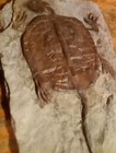 Manchurochelys Liaoxiensis Turtle Fossil- Real Fossils From Mongolia Collection 