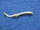 Real Raccoon Baculum Penis Unique Broke   Healed Oddity Rare Freak  N3