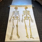 Vintage nystrom frohse Anatomical Pull Down Charts 11 Images   
