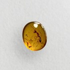 Hell Ant Haidomyrmex In Burmese   Burmite Amber Fossil   100  Genuine Amber