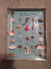 Vintage 1940s Sea Treasures Souvenir 25 Piece Sea Life And Shells Collection