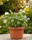 Austin Planter Flower Pot With Hanger