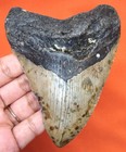 Megalodon Shark Tooth - Real Shark Teeth Fossil Meg - 4 12  No Restorations