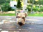 Unique I Love My Airedale Terrier Shot Glass