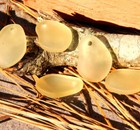 Curved Pendant Beads  Free Form  Lemon Yellow W  Matte Finish  26x18mm  2pcs