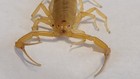 1 M f Pair Live Az Bark Scorpion  centruroides Sculpturatus 
