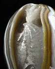 5 3  Agate Carved Crystal Dragon Sculpture  Realistic  Crystal Healing