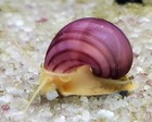 4  1 Free -magenta Mystery Snails Live Freshwater Aquarium Snail Pea nickel Size