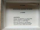 Lot 28 Ward s Microscope Slides Botany Ecological Anatomy Of Roots stems leaves