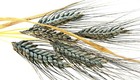 100  Einkorn Wheat Seeds - Heirloom - Organic - Non Gmo ----- The New Old Wheat