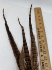 Lot Of 4 Natural Ringtail Pheasant Tail Feathers 10-19    Long G8