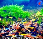 Live Stock Shrimp Up Aquatics   20  Mixed Color Neocaridina Shrimp Live Freshwater