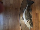 Largemouth Bass Taxidermy