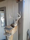 150  Whitetail Deer European Mount 8 Point