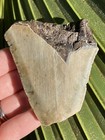 Natural Beautiful 3 07    Megalodon Tooth Fossil Shark Teeth