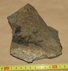 Carboniferous Age Palaeonisciformes Fish -gyrolepidotus Schmidti  Siberia russia