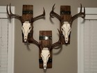 Rustic Barrel European Deer Skull Mounting Plaques