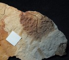 Eusphenopteris Obtusiloba Rarer 3d Carboniferous Fossil Plant Seed Fern  