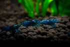 20  Blue Dream Neocaridina Shrimp Live Freshwater Aquarium - Usa - Free Shipping