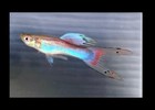Amy   s Best Fish Exclusive  10  Assorted M  F   Young Live Swordtail Guppies