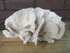 Natural Genuine Cactus Coral Aquarium Decor Beach Wedding 11  X 6  Cac-01