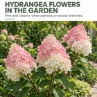 Strawberry Hydrangea Tree Seeds  50 Seeds For Planting In Flower Garden Projects