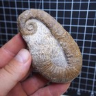 103mm Heteromorph Ancyloceras Cretaceous Fossil Ammonite