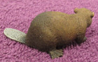 Beaver Retired Animal Toy Figure - 2011 Schleich