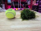 Spiky Moss- Live Aquatic Plants - Carpeting Shrimp Tank Fish Tank Moss Plants