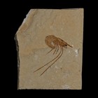 1 4  Fossil Shrimp Carpopenaeus Cretaceous Age 100 Mil Yrs Old Lebanon Coa