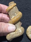 Exceedingly Rare Heteromorph Ammonite Eubostrychoceras Madagascar 3 Pieces