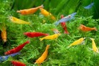 Aquatic Life- Starter Pack