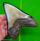 5 50    Megalodon Shark Tooth Real Fossil Xl  Deep Rich  Colors -  3 4 Full Pound