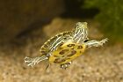 Blackworm   Earthworm Sinking Sticks  Great For Carnivores  Bottom Fish  Turtles