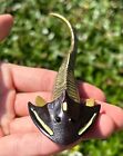 Devonian Armored Fish Fossil Model Display Replica Toy Teaching Cephalaspis