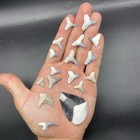 Shark Tooth Lot Including Megalodon Tooth Central Florida Authentic  Fossils