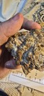 Sharktooth Hill Fossil Bone And Tooth Fragments Cluster  1  Bakersfield ca 