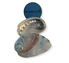 Red Abalone Sea Shell One Side Polished Beach Craft 2  - 3   3 Pcs   jc-020