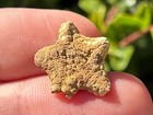 Fossil Starfish Crateraster Texensis Texas Cretaceous Pawpaw Formation Rare