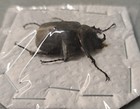 Rare Huge Megasoma Punctulatus Punctulatum 32mm 32 Mm Male Arizona Rhino Beetle