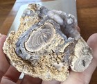 Blue Forest Petrified Wood  Eden Valley   Wyoming - Botryoidal Specimen