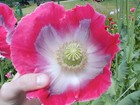 1000 Giant Rattle Poppy Seeds - P  Somniferum - Massive Seed Heads huge Blooms