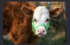 Newborn  Calf  Yearling  Cow  Bull  Halter Double Ply  Hand Made Usa