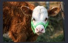 Newborn  Calf  Yearling  Cow  Bull Halter Double Ply Hand Made
