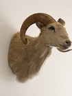 Texas Dall Ram Taxidermy Shoulder Mount White Corsican Sheep