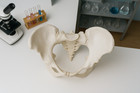 Life Size Pelvis Replica From Visible Human Female Ct Scan 1 1 Anatomical Model