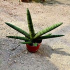 Sansevieria Cylindrica Boncel  starfish Sansevieria  Snake Plant Mini Sta Us