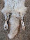 Rare Ranch White Diamond Fox Hide Pelt Freshly Tanned  Luxurious Fur 4 Legs
