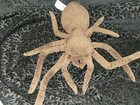 Rare The Wizarding World Of Harry Potter Aragog Plush Spider Universal Studios 